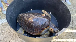 Calypso, tortue Caouanne