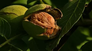 noix © https://commons.wikimedia.org/wiki/File:Juglans_regia_Echte_Walnussfrucht_3.jpg#/media/Fichier:Juglans_regia_Echte_Walnussfrucht_3.jpg