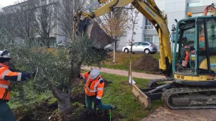 Le premier olivier replanté. ©L.R