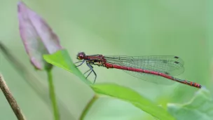 ©Conservatoire d'espaces naturels Nouvelle-Aquitaine