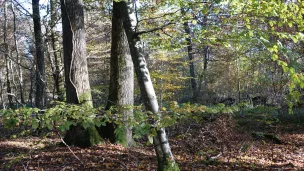 Parc Naturel Régional de la Montagne de Reims