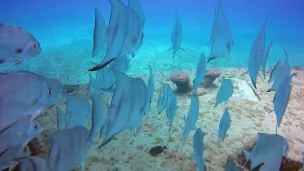 Banc de poissons