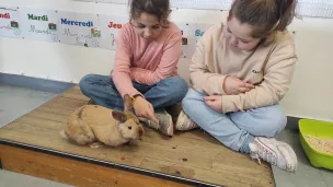 Le lapin Caramel se balade librement dans les différentes classes. ©Hugo Sastre