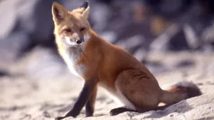 ® National Park Service : renard roux (Vulpes vulpes)