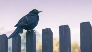 En Lorraine, nous aurions déjà perdu 30 à 40% de nos oiseaux.