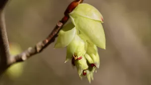 La Lorraine est en alerte rouge au pollens de noisetiers.