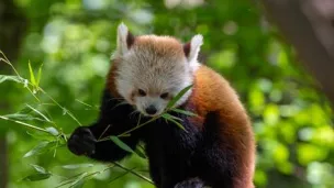 2023 au Parc Animalier de Sainte-Croix avec Clément Leroux