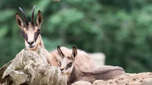 La réouverture du Parc est fixée au 4 février