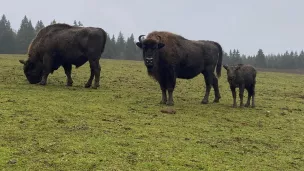 Les bisons du parc polaire