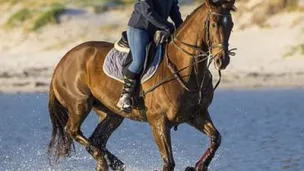 Cheval dans la mer