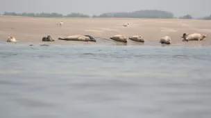 Phoques en Baie de Somme reposoir à marée basse Crédit Picardie Nature