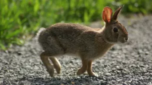 Lapin de Nouvelle-Angleterre (Sylvilagus transitionalis), en Nouvelle Angleterre (menacé), Wikipédia