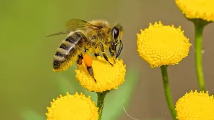 L'abeille a aussi un rôle écologique