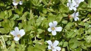 bacopa © https://fr.wikipedia.org/wiki/Bacopa_monnieri#/media/Fichier:Starr_010818-0007_Bacopa_monnieri.jpg