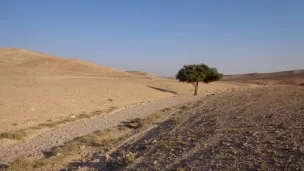 Désert de Palestine  ©Bernadette Bardet