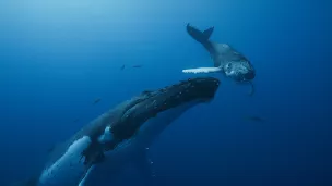 "Les baleines ont une connaissance de la vie harmonieuse. Elles ne s'attaquent pas les unes aux autres, elles se soutiennent, elles expriment de la compassion..." ©Pan européennée / Nedjma Berner