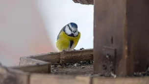 Une mésange - Photo de Erik Karits - Pexels 