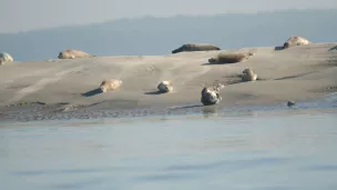 Veaux marins sur leur reposoir en Baie de Somme Crédit Picardie Nature