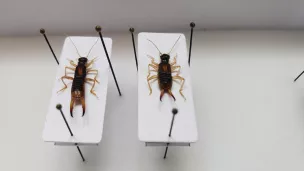 Endomo NA : un programme d'inventaire des insectes