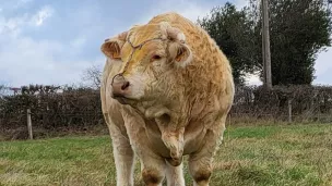 Poète, champion de France des taureaux charolais au Salon de l'agriculture 2023 ! © Facebook.