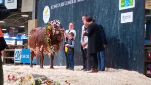 Hamada, la grande championne du concours de la race Normande ©RCF Manche