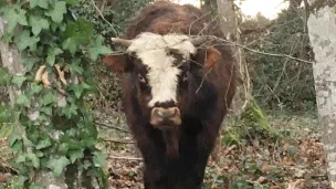 Bison, le jeune taureau recueilli par l'association © Emma Chassagne.