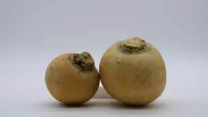 Le navet boule d'or