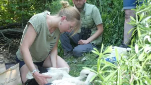 Baguage de poussins de cigogne blanche ®Parc du Marquenterre