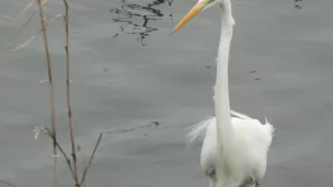 Grande aigrette ®Parc du Marquenterre