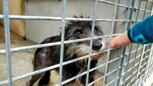 Le refuge de la SPA de Savoie est plein avec près de cinquante chiens et une vingtaine de chats accueillis