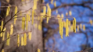 ©photofex - Pollen de bouleau