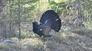 Afin de réintroduire le Grand Tétras dans les Vosges, il s’agira de capturer des oiseaux sauvages issus de Scandinavie, puis de les lâcher sur le massif.