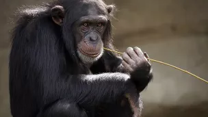 Singe  pixabay