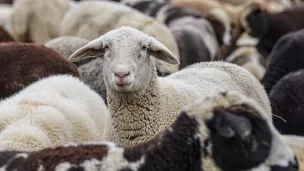 Le mouton - image Pixabay