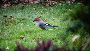 © Un oiseau que l'on nomme geai des chênes se nourrit dans le jardin. A Cassagne, Haute-Garonne, le 23 janvier 2021. © Photographie de Lilian CAZABET / Hans Lucas.