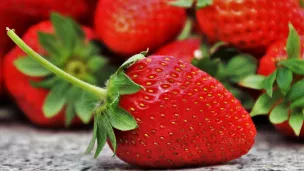 Les bonnes fraises bio sont enfin là !
