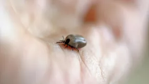 Plus de 90% des personnes piquées par des tiques infectées ne développent pas la maladie de Lyme. 