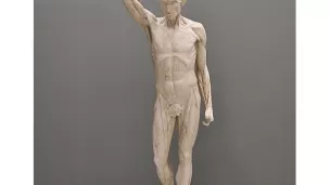® wikipedia/CC/ Houdon Jean Antoine, L'écorché bras levé, Musée Fabre Montpellier