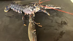 Le homard bleu entier rôti de Lucien Keff