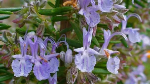 Wikimedia Commons : Rosmarinus officinalis