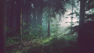 image d'illustration (forêt) - © Sebastian Unrau via Unsplash