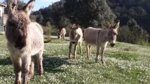 ferme Belle Lurette au Mas des Cours