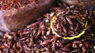 La consommation d'insectes est très populaire à l'étranger © analuisa gamboa / Unspash