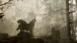 Les Nuits du loup au Parc Animalier de Sainte-Croix