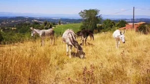 Les équidés réfugiés ©Une nouvelle vie pour Melchio