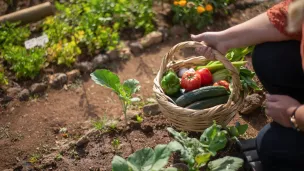 Potager © Kampus Production sur Pexels