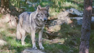 Les éleveurs parlent d'ores et déjà "d'année noire" en matière d'attaques