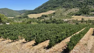 ® RCF Maguelone Hérault 2023 : Vigne dans la Haute Vallée de l'Orb