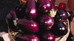 Aubergines