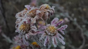 Fleurs gelées en période d'hiver. ©Unsplash